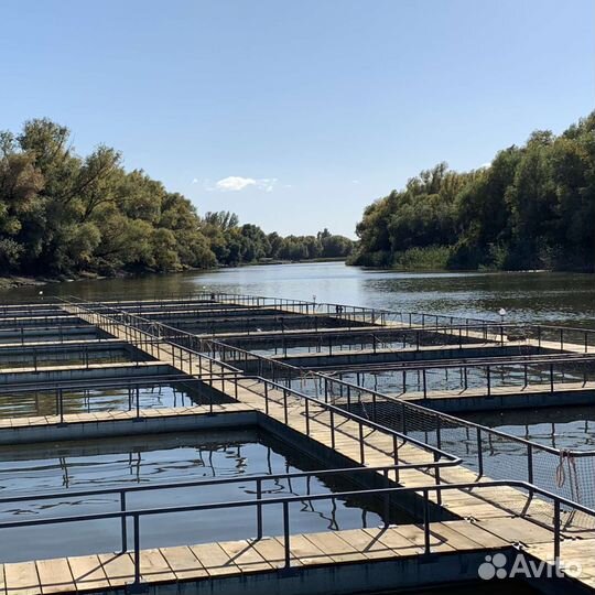 Садковая линия для разведения рыбы