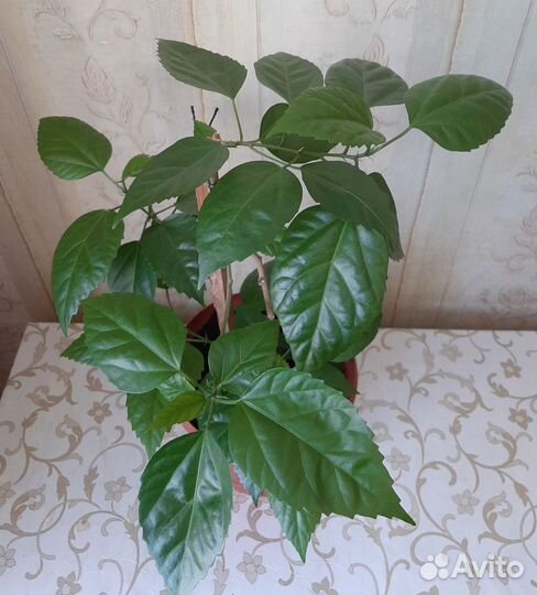 Роза китайская, гибискус