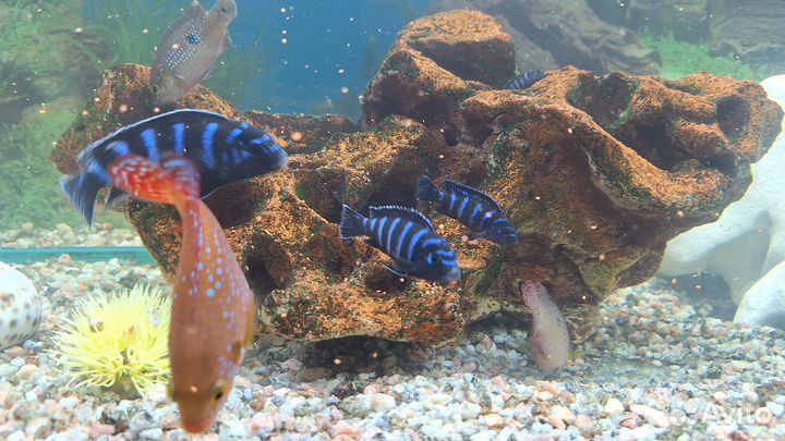 Аквариумные рыбки цихлиды в москве