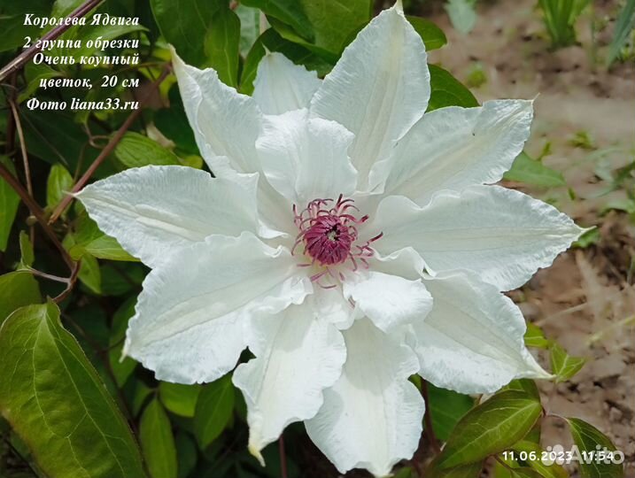 Саженцы клематиса