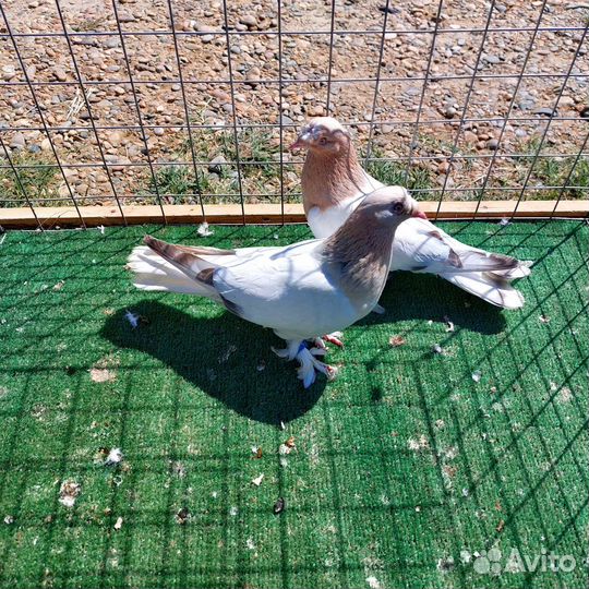 Продам голубей