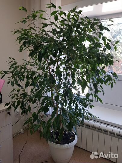 Домашние цветы