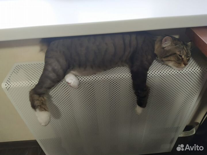 Груминг кошек выезд на дом