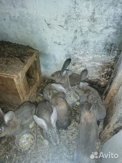 Крольчата Фландр
