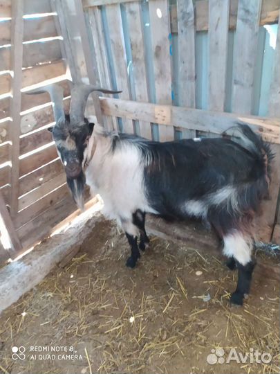 Козел ламанча