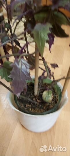 Комнатные цветы гинура