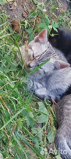 Отдам котят в добрые руки