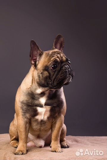 Французский бульдог вязка