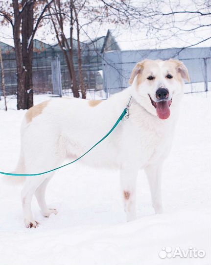 Очаровательная собака в поисках дома