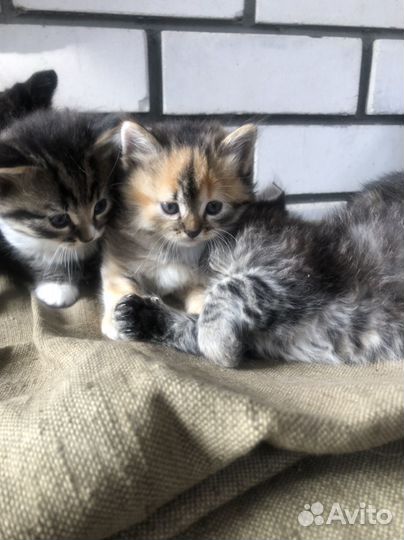 Домашние животные кошки