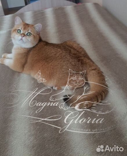Вязка кот