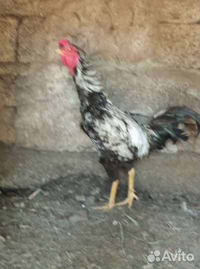 Куры петухи