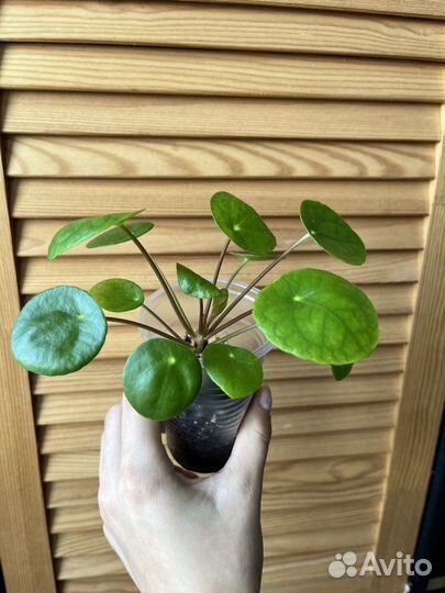 Пилея пеперомиевидная