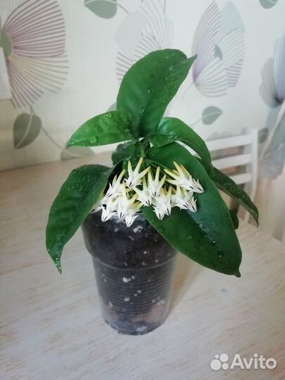 Хойя мультифлора цветущая