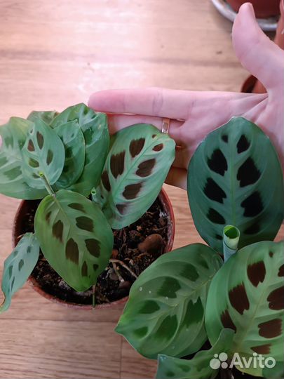 Маранта. Отводки