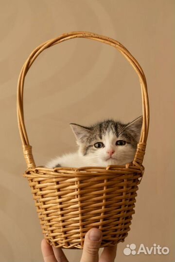 Котёнок Пушинка ждёт маму