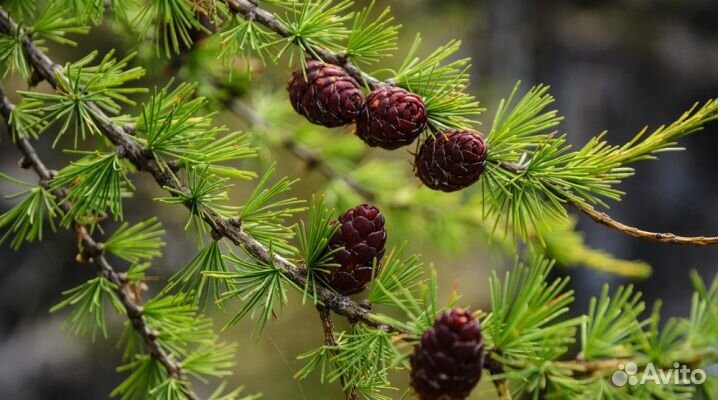 Лиственница сибирская