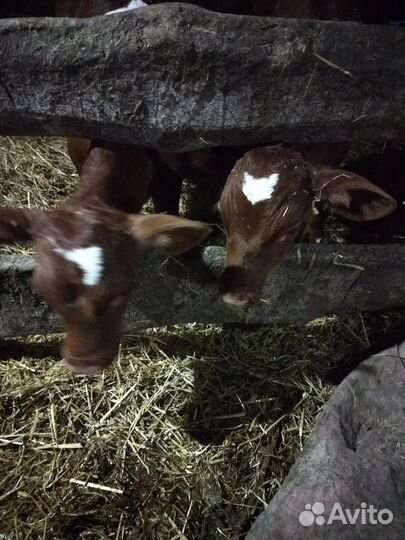 Бычки и телята