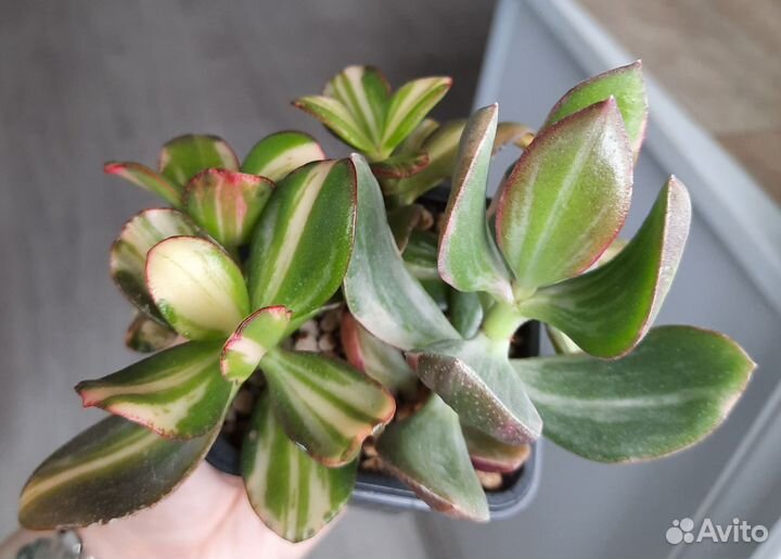 Crassula Return of beauty + tricolor, gollum white