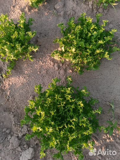 Салат Айсберг