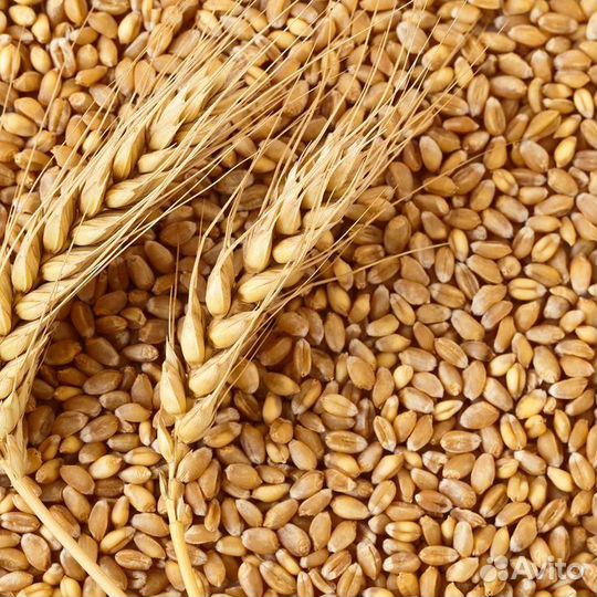 Определение качества зерна