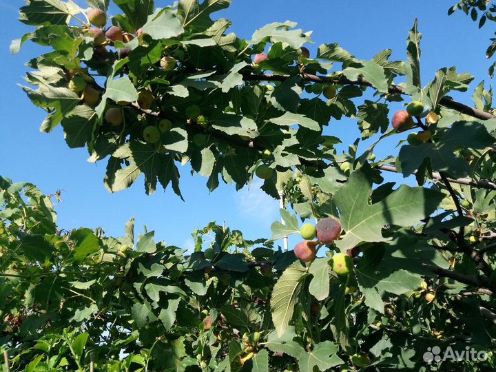 Инжир отросток от дерева