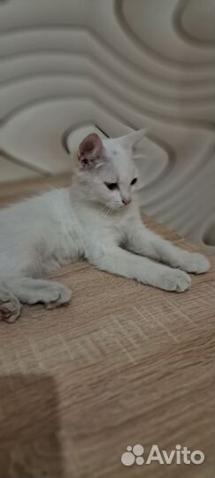 Кошка в дар бесплатно