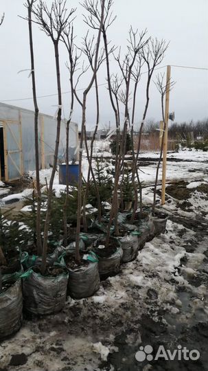 На штамбе.Катальпа бигнониевидная Нана