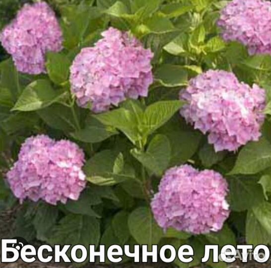 Гортензия метельчатая