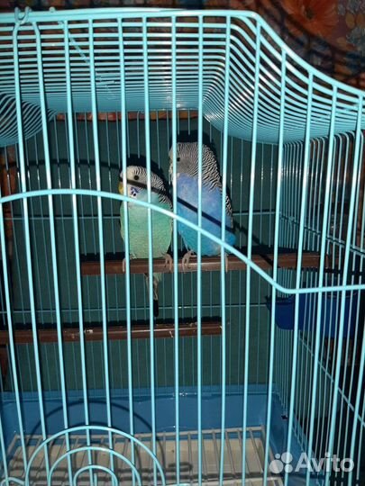 Попугай две девочки