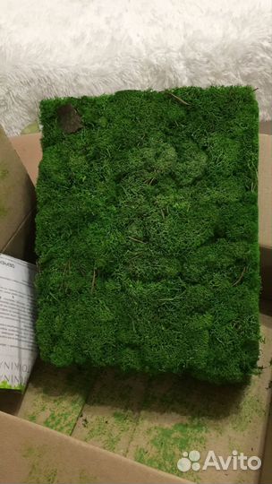 Мох стабилизированный оптом и в розницу