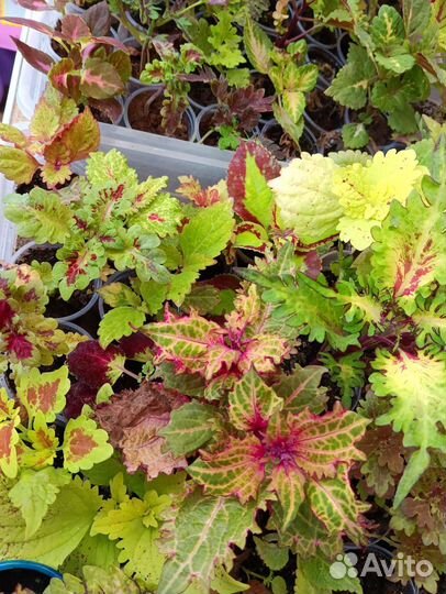 Колеусы, традесканции