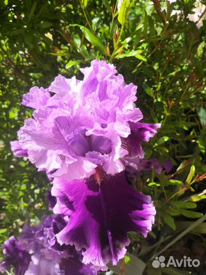 Ирисы бородатые