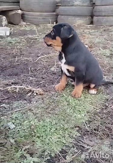 Щенки. Милота в добрые руки