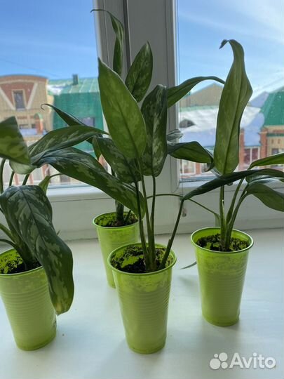 Комнатные цветы