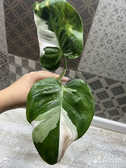 Филодендрон Белая принцесса