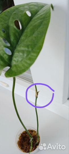 Амидриум Медиум Сильвер(Монстера)