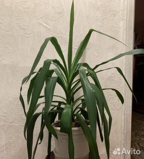 Юкка комнатная