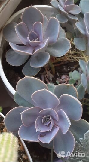 Комнатные цветы (Суккуленты)