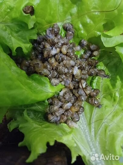 Улитки ахатины