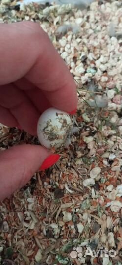 Попугай вместе с клеткой. Неразлучники