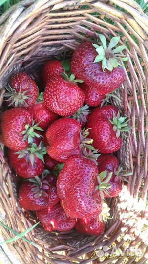 Клубника,рассада