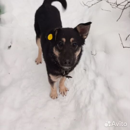 Собаки ищут дом, семью