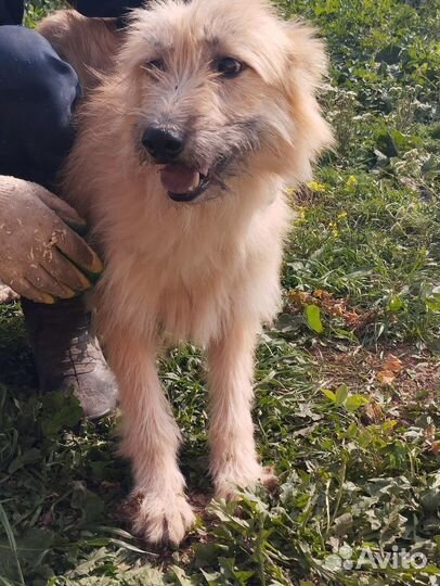 Собака Бронислава в хорошие руки бесплатно