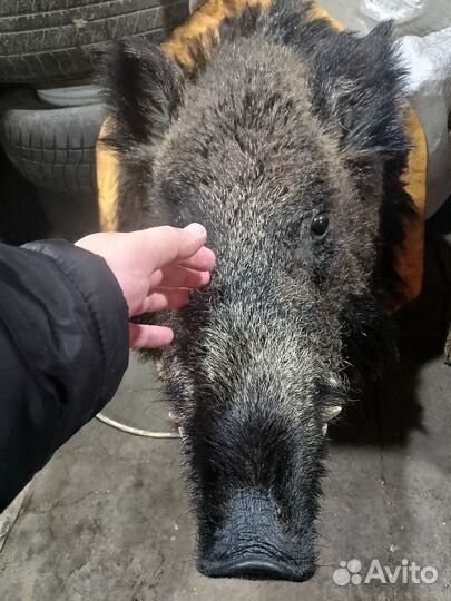 Чучело головы кабана