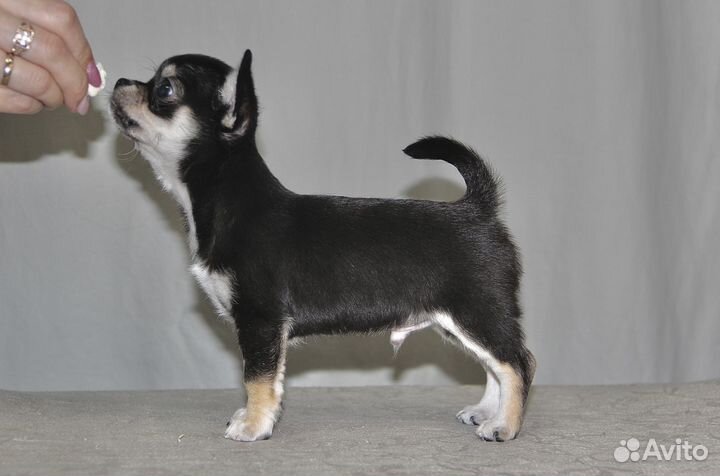 Чихуахуа мальчик