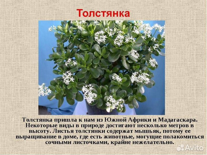 Толстянка крассула (Денежное дерево)