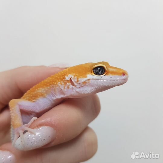 Геккон эублефар. Малыш