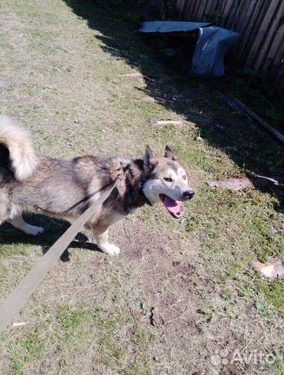 Собака в добрые руки хаски