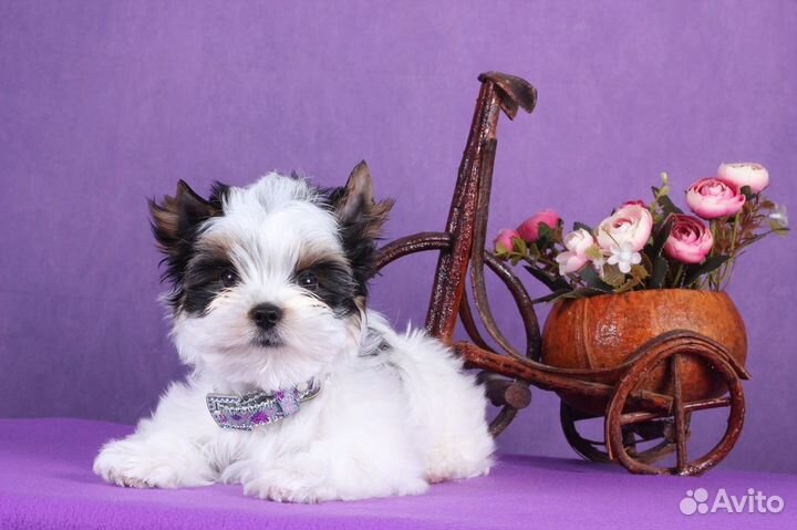 Бивер мальчик От Чемпионов РКФ